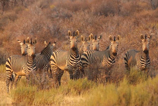 Top Safari Adventures in Africa: Explore Wildlife Wonders! Top Safari Adventures in Africa: Explore Wildlife Wonders!