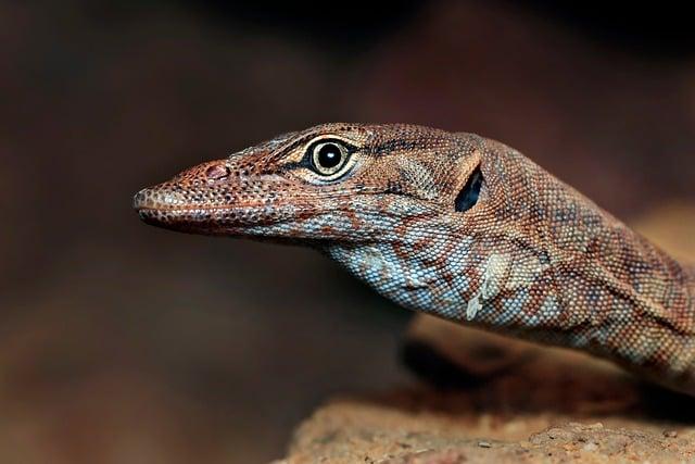 Discovering the Meaning Behind Aboriginal Rock Art in Australia Discovering the Meaning Behind Aboriginal Rock Art in Australia